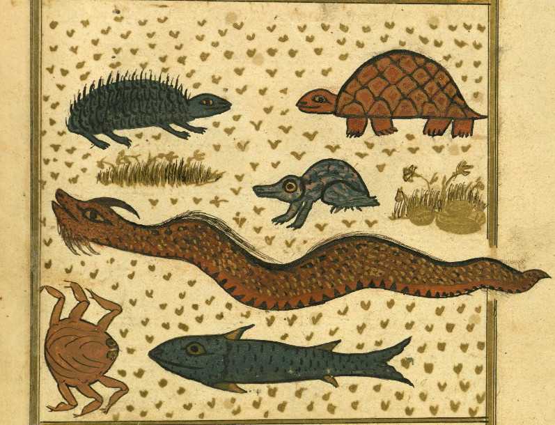 The Divine Genesis: Creation of Diverse Species